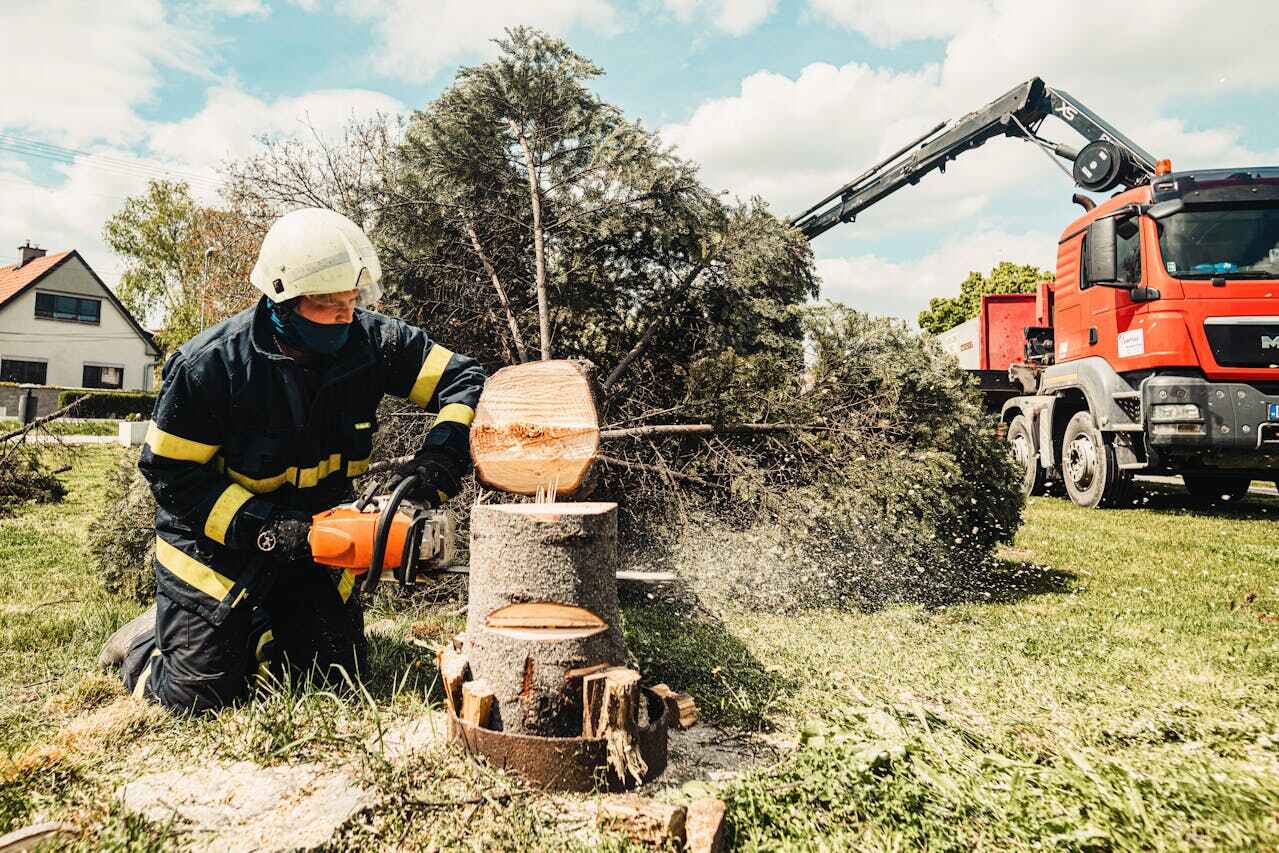 Tree Removal for Businesses